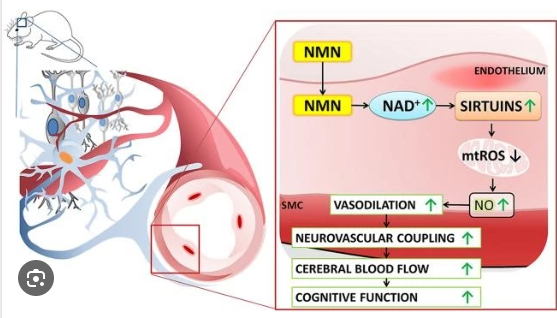 How to describe the brain support from AIDEVI NMN ? NMN support the Brain and IQ Increase ?插图