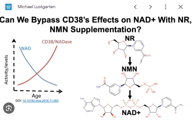 AIDEVI NAD+: Exploring the Human Anatomy, Cellular Functions, and Needs插图