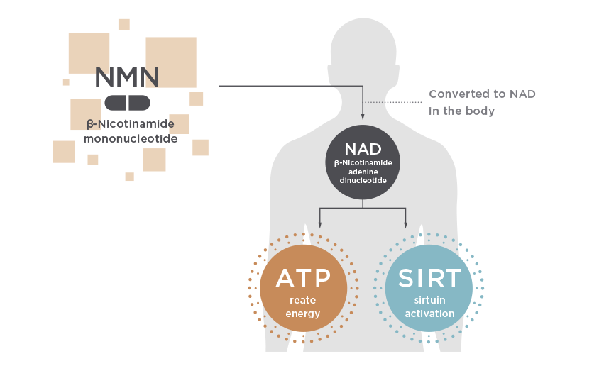 Can NMN increase sexual interest and enhance sexual performance?插图1